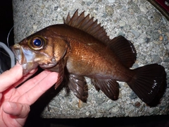 メバルの釣果