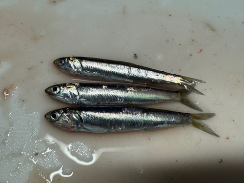 イワシの釣果