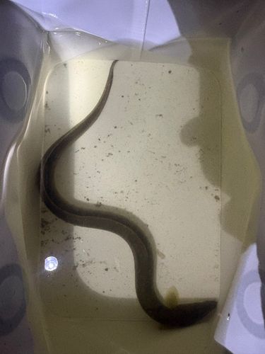 ウナギの釣果