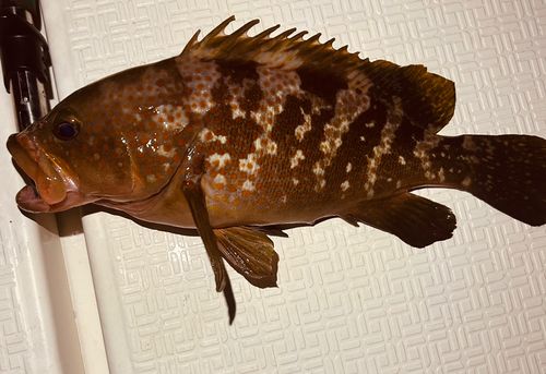 キジハタの釣果