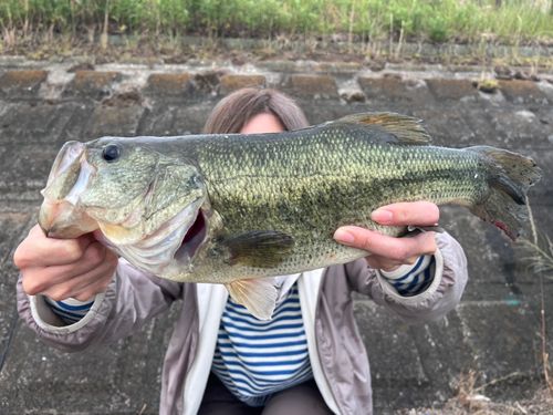 茨城県で釣れたライギョの釣り・釣果情報 - アングラーズ | 釣果600万