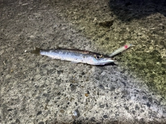 カマスの釣果
