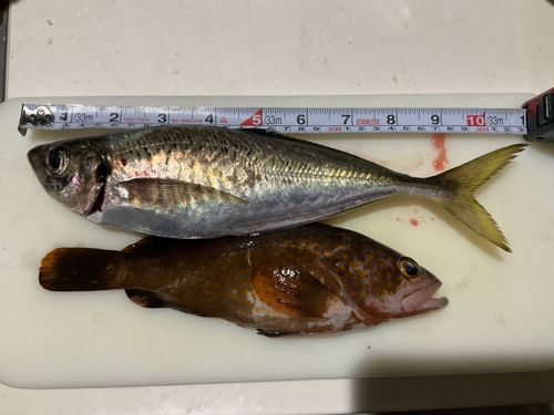 アジの釣果