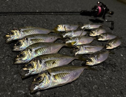 マアジの釣果