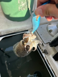 シリヤケイカの釣果