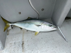 ワラサの釣果