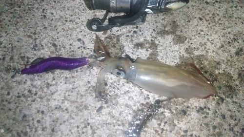 ケンサキイカの釣果