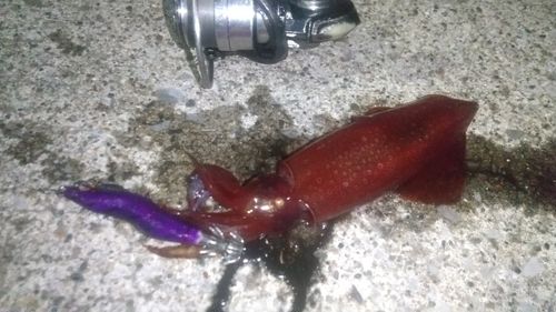 ケンサキイカの釣果