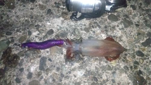 ケンサキイカの釣果