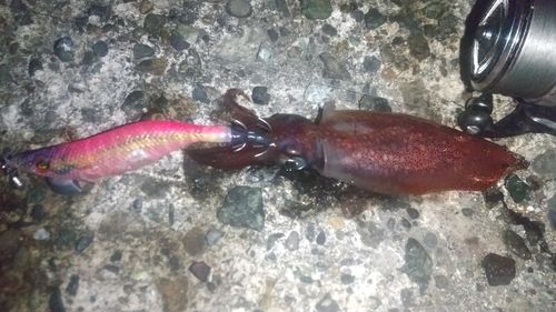 ケンサキイカの釣果
