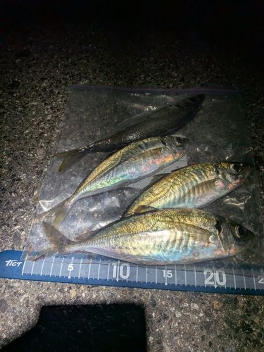 マアジの釣果