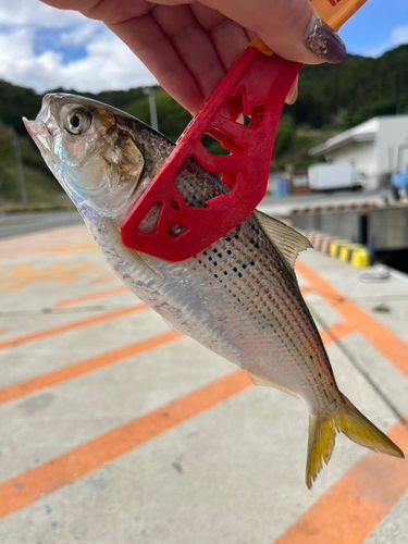 コノシロの釣果
