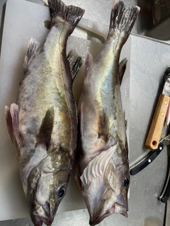 アラの釣果