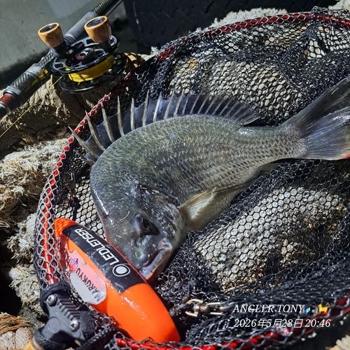 キビレの釣果
