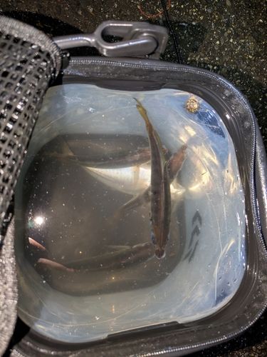 マアジの釣果