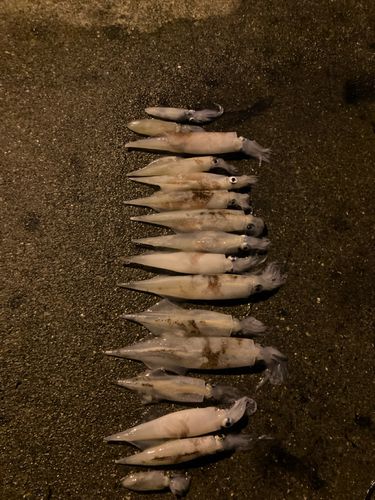 ヤリイカの釣果
