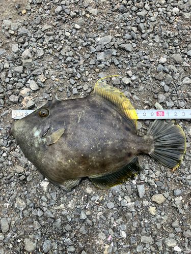 カワハギの釣果