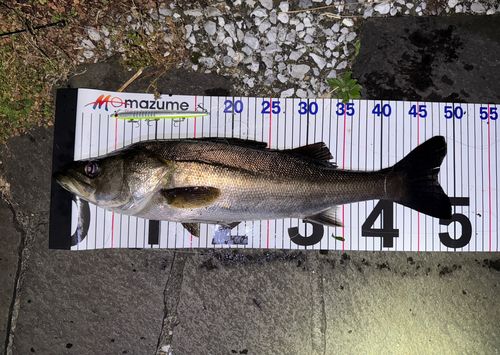 シーバスの釣果