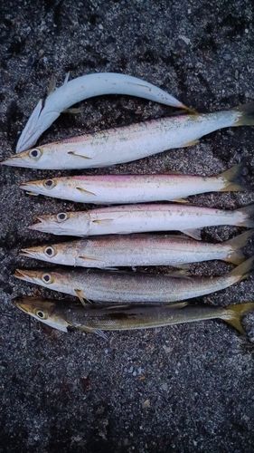 カマスの釣果