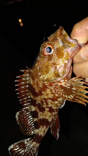 ガシラの釣果