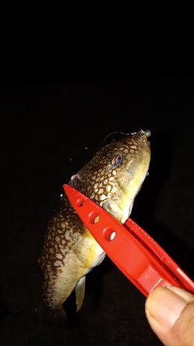 フグの釣果