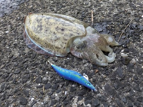コウイカの釣果