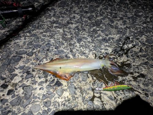 コウイカの釣果