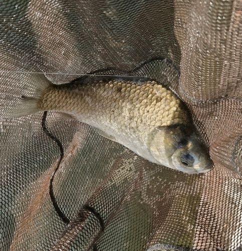 ヘラブナの釣果