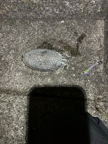 シリヤケイカの釣果