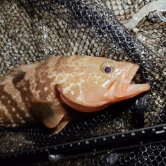 キジハタの釣果