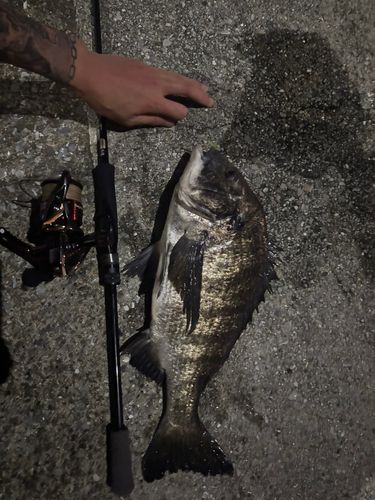 チヌの釣果