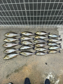 イサキの釣果