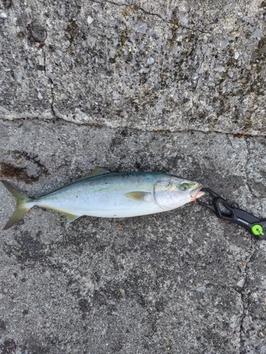 ヤズの釣果