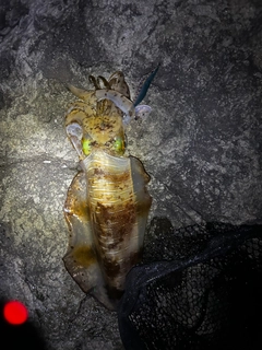 モクズガニの釣果