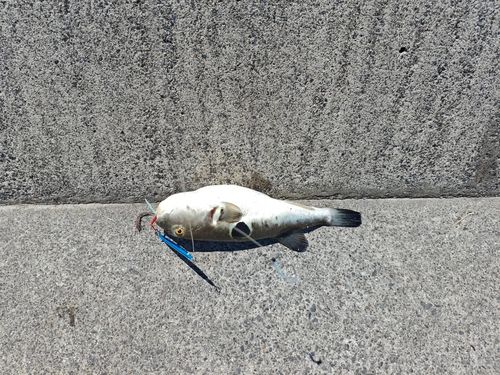 トラフグの釣果