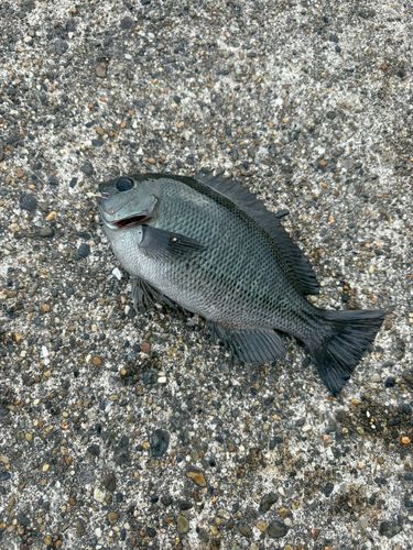 メジナの釣果