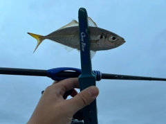 マアジの釣果