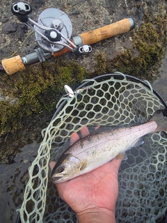 ヤマメの釣果