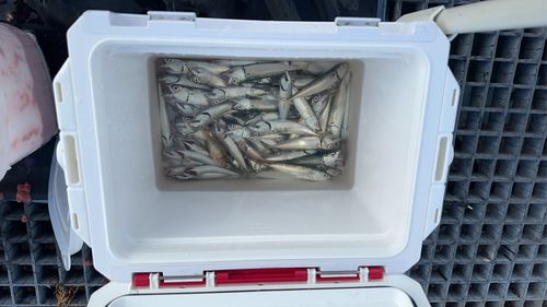 サバの釣果