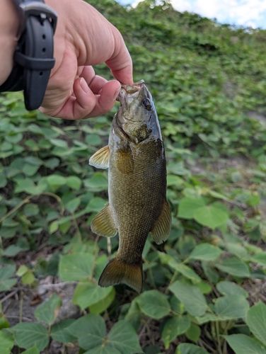 スモールマウスバスの釣果