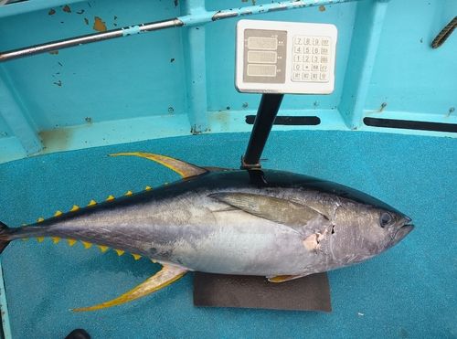 キハダマグロの釣果