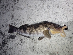 アブラコの釣果