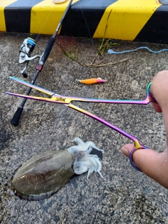 コウイカの釣果