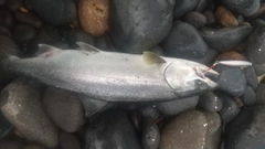 サクラマスの釣果