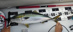 メジロの釣果