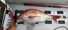 マダイの釣果