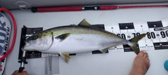 メジロの釣果
