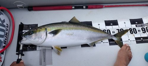 メジロの釣果