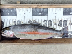 ニジマスの釣果
