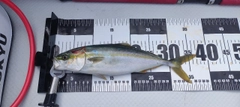 ツバスの釣果